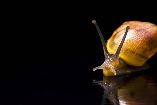Colorful snail front against a black background — Stock Photo, Image
