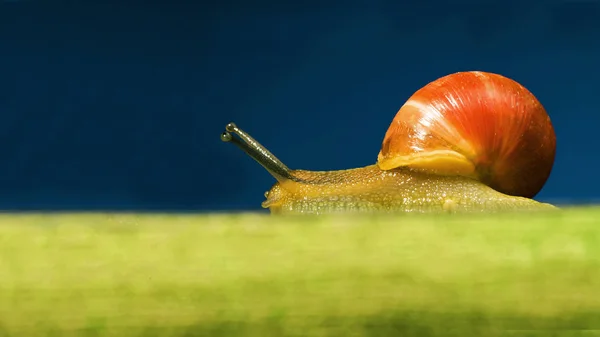 Colorful snail on green grass on a blue background — Stock Photo, Image