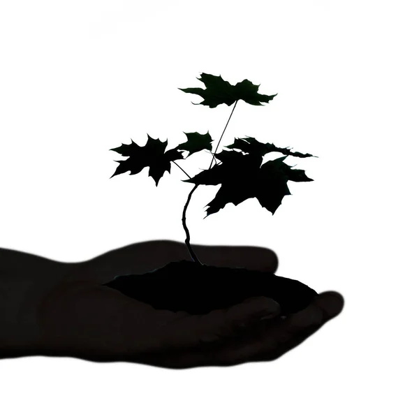 The contour of the Hand holding a flowering seedling — Stock Photo, Image