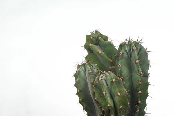 Cactus San Pedro Aislado Sobre Blanco —  Fotos de Stock