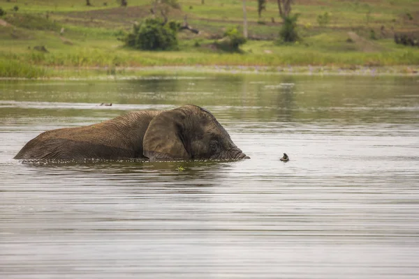 在阿卡迦拉湖的旧大象公牛游泳。 — 图库照片