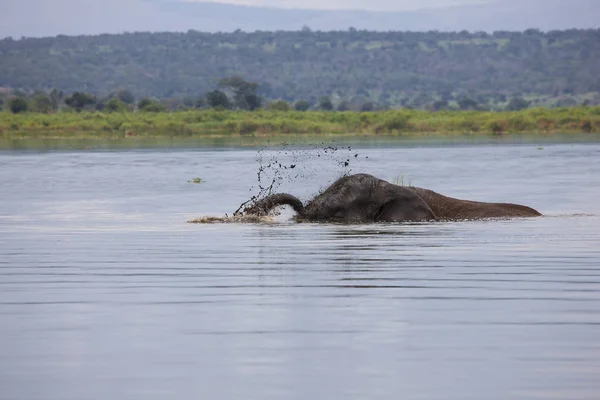 老大象公牛享受泥浴 — 图库照片