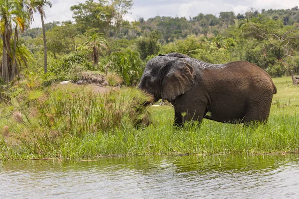 Staré sloní býk zvykal pobřeží trávy — Stock fotografie