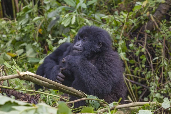 Junior Silverback Dokonywanie Grimasses — Zdjęcie stockowe