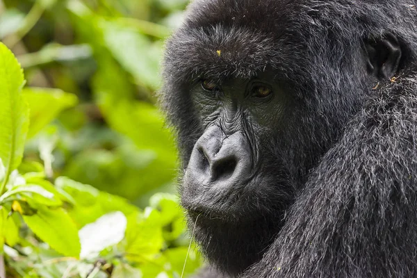 Retrato de gorila femenino — Foto de Stock
