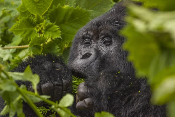Guhonda Silverback Gorilla portret — Zdjęcie stockowe
