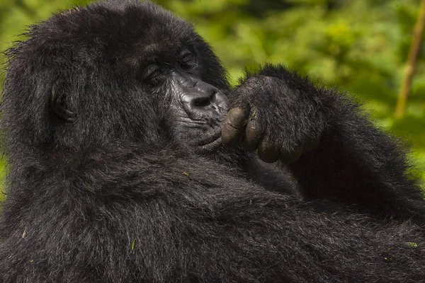 Female Gorilla Portrait — Stock Photo, Image