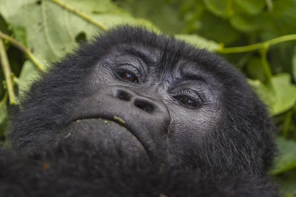 Portrait Gorille Féminin — Photo