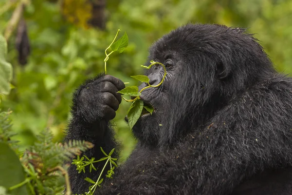 Gorilla femminile Ritratto — Foto Stock