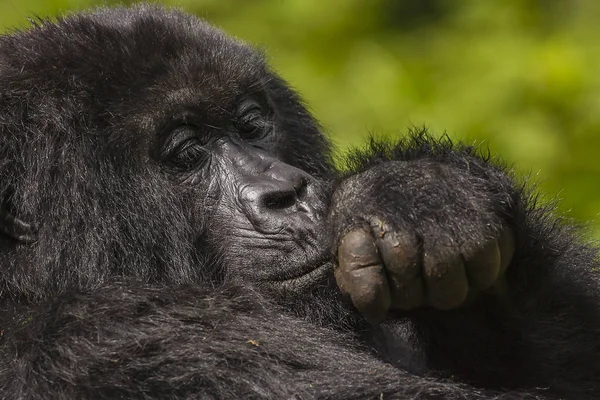 Retrato de Gorila Feminina — Fotografia de Stock