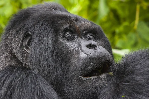 Guhonda Silverback Gorila em tamanho real Retrato — Fotografia de Stock