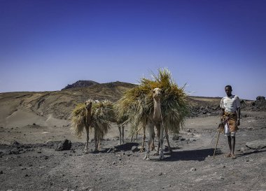 Camel farmer with Palm Tree leaves on the way home near Lac Asal the Salt Lake in Djibouti clipart
