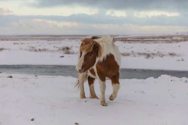 Izlandi ló a hó fedett területen — Stock Fotó