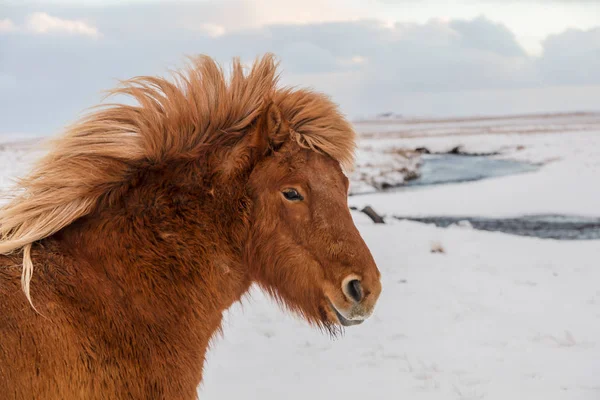 Icelandinc vörös hajú szépség — Stock Fotó