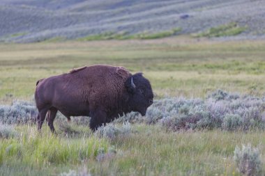 Yellowstone Ulusal Parkı 'nda Bizon