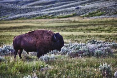 Yellowstone Ulusal Parkı 'nda Bizon