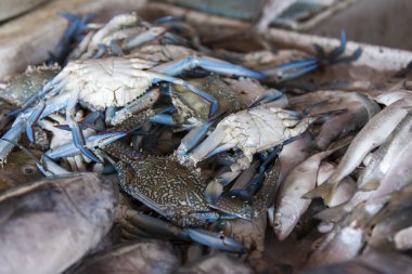 Balık pazarında taze mavi yengeçler