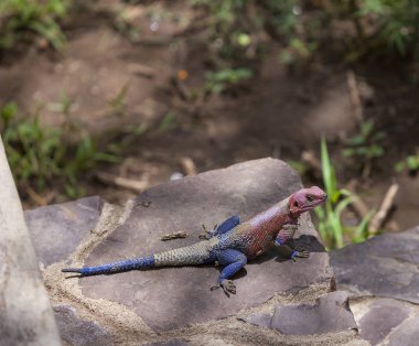 Pembe kertenkele içinde Serengeti yöneldi.