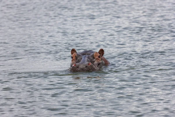 Ippopotamo nel lago Akagera — Foto Stock