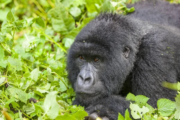 Gorila feminina no Ruanda — Fotografia de Stock