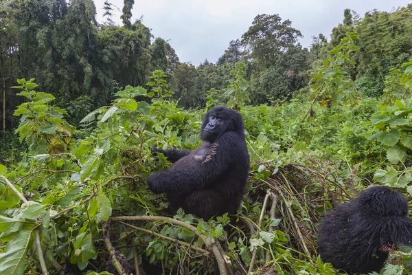 Femme Gorille Enceinte au Rwanda — Photo