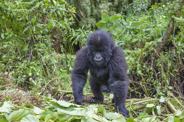 Hijo de Guhonda, Junior Silverback — Foto de Stock