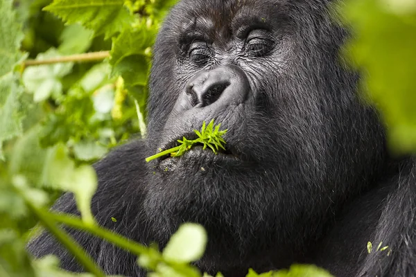 Guhonda Silberrücken Gorilla Portrait — Stockfoto