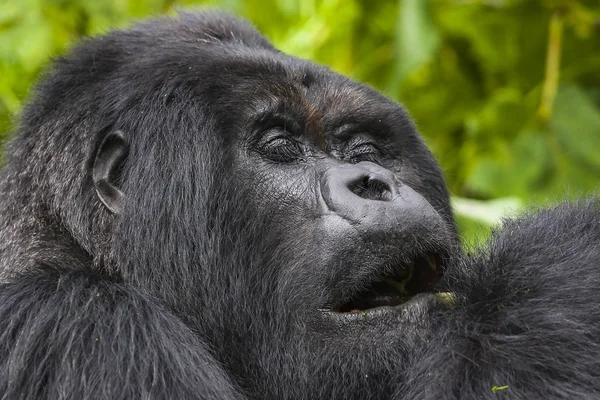 Guhonda Silverback Gorilla pełnym rozmiarze portret — Zdjęcie stockowe