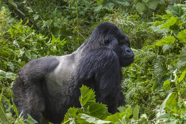Guhonda Silverback Gorilla taille réelle Portrait — Photo