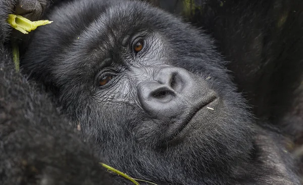 Guhonda Silberrücken Gorilla in voller Größe Porträt — Stockfoto