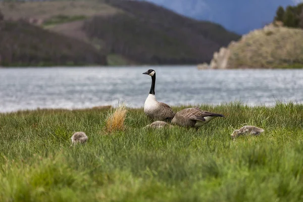 Geese Family grasing near Boulder — Stock Photo, Image