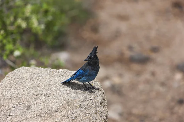 Eichelhäher im Kolorado — Stockfoto