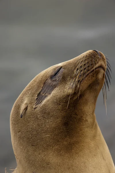 Fauler Seelöwe entspannt sich — Stockfoto