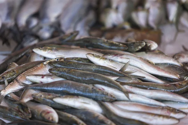 Verse sardines weergegeven op de vismarkt — Stockfoto