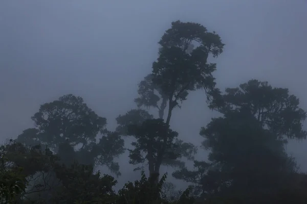 Ngorongoro kráteru mlha krajina — Stock fotografie