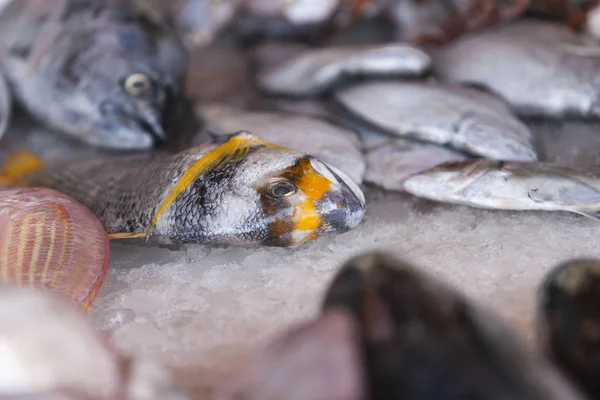 Pesce fresco in mostra sul mercato — Foto Stock