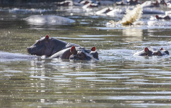 塞伦盖蒂的一个水坑里的河马 — 图库照片