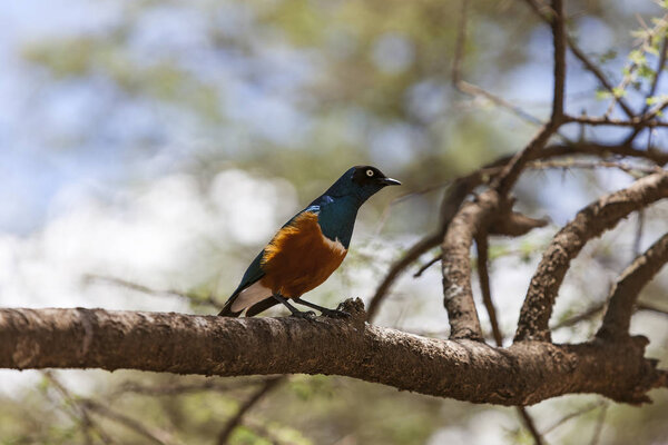Superb starling in the Serengeti