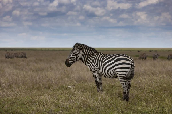 Zebra v národní Park Serengeti — Stock fotografie