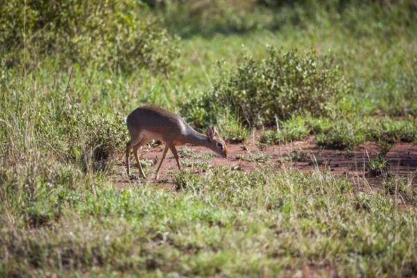 De kleine antilopen dikdik in de Serengeti — Stockfoto