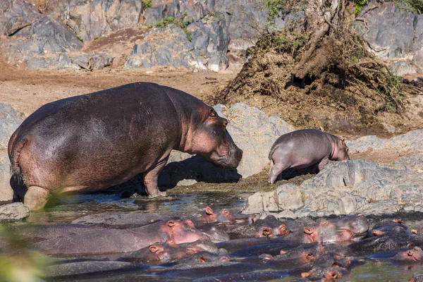 Mamy a Baby Hippo, jít na procházku — Stock fotografie