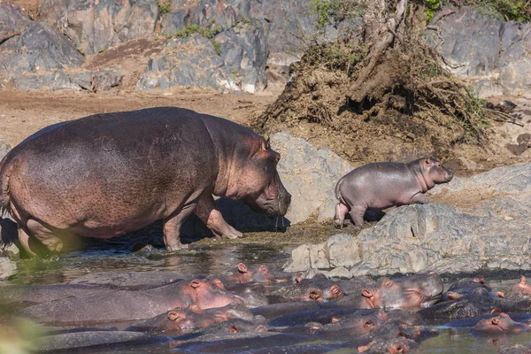 Mamy a Baby Hippo, jít na procházku — Stock fotografie