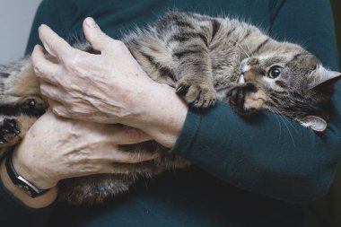 Cat eller yaşlı adam Tarih: