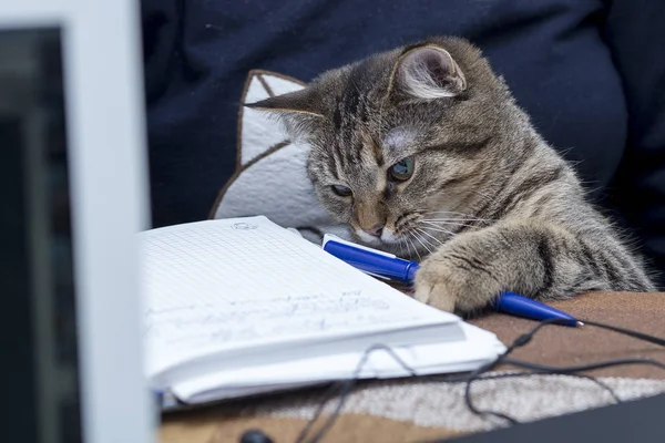 Katze am Schreibtisch — Stockfoto