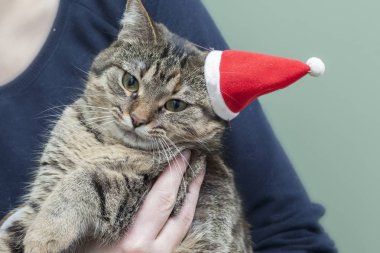 Noel Baba şapkası Santa kedi