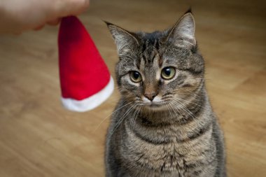 Noel Baba şapkası Santa kedi