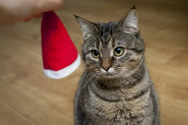 Santa Cat in Santa Hat — Stock Photo, Image