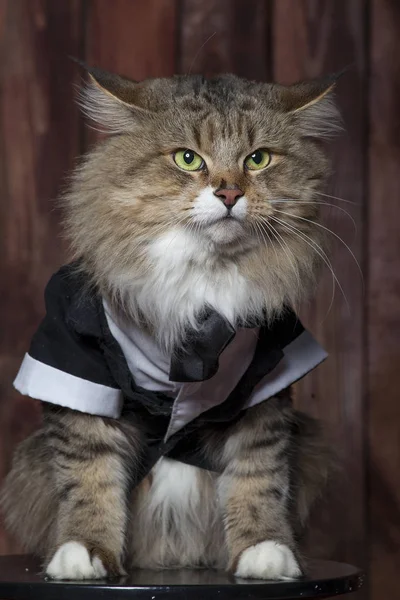 Maine Coon sobre un fondo de madera —  Fotos de Stock