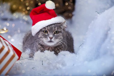 Kedi karda Noel Baba olarak giyinmiş. Bokeh