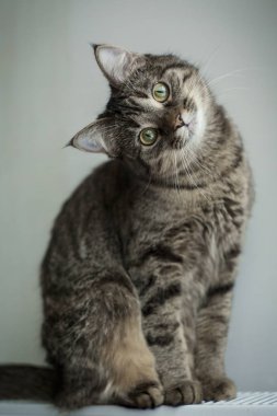 Kedi hamming onun kafa döner